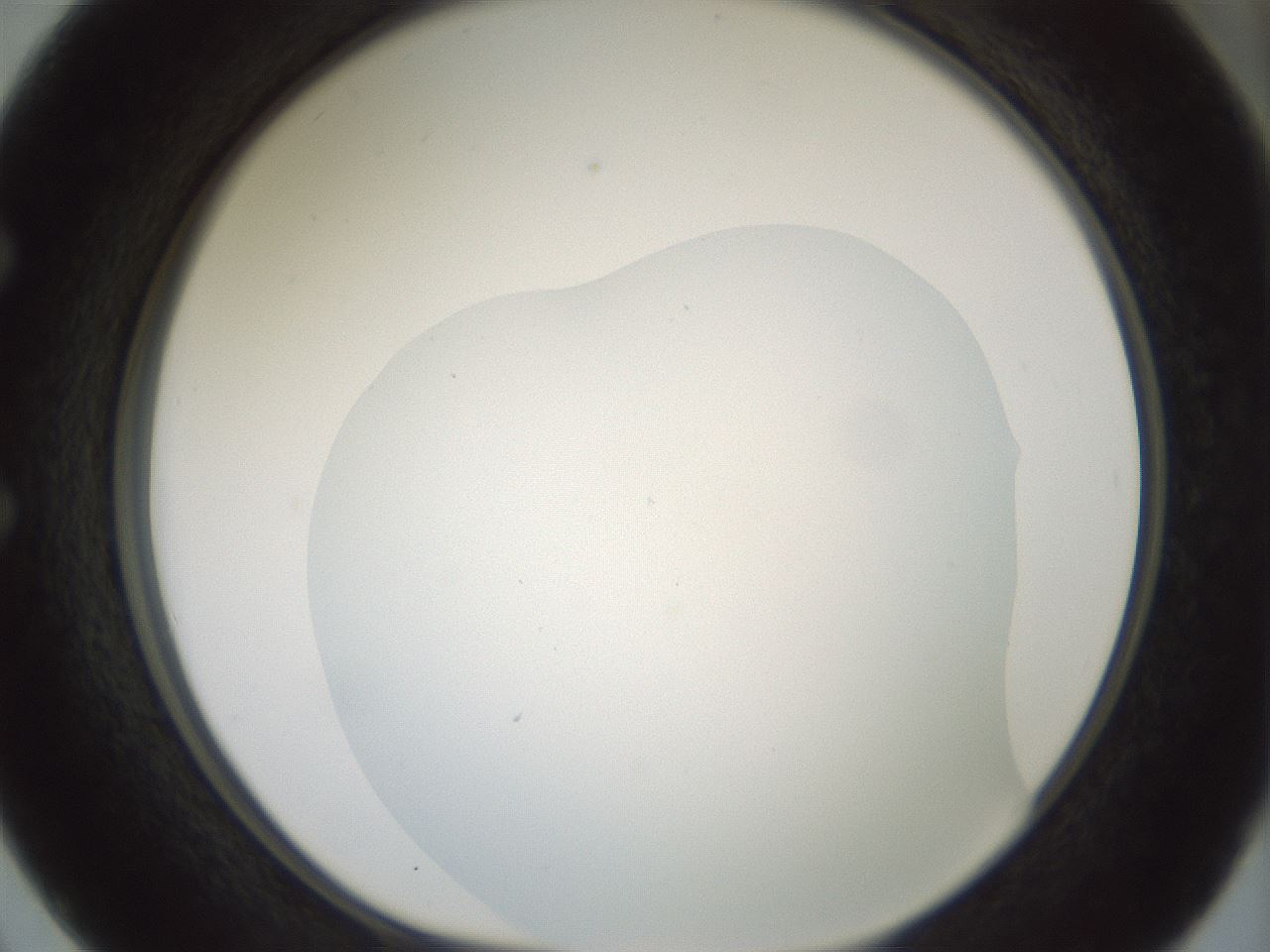 folderID179_plateID1179_batchID3362_wellNum50_profileID1_d1_r65456_ef.jpg