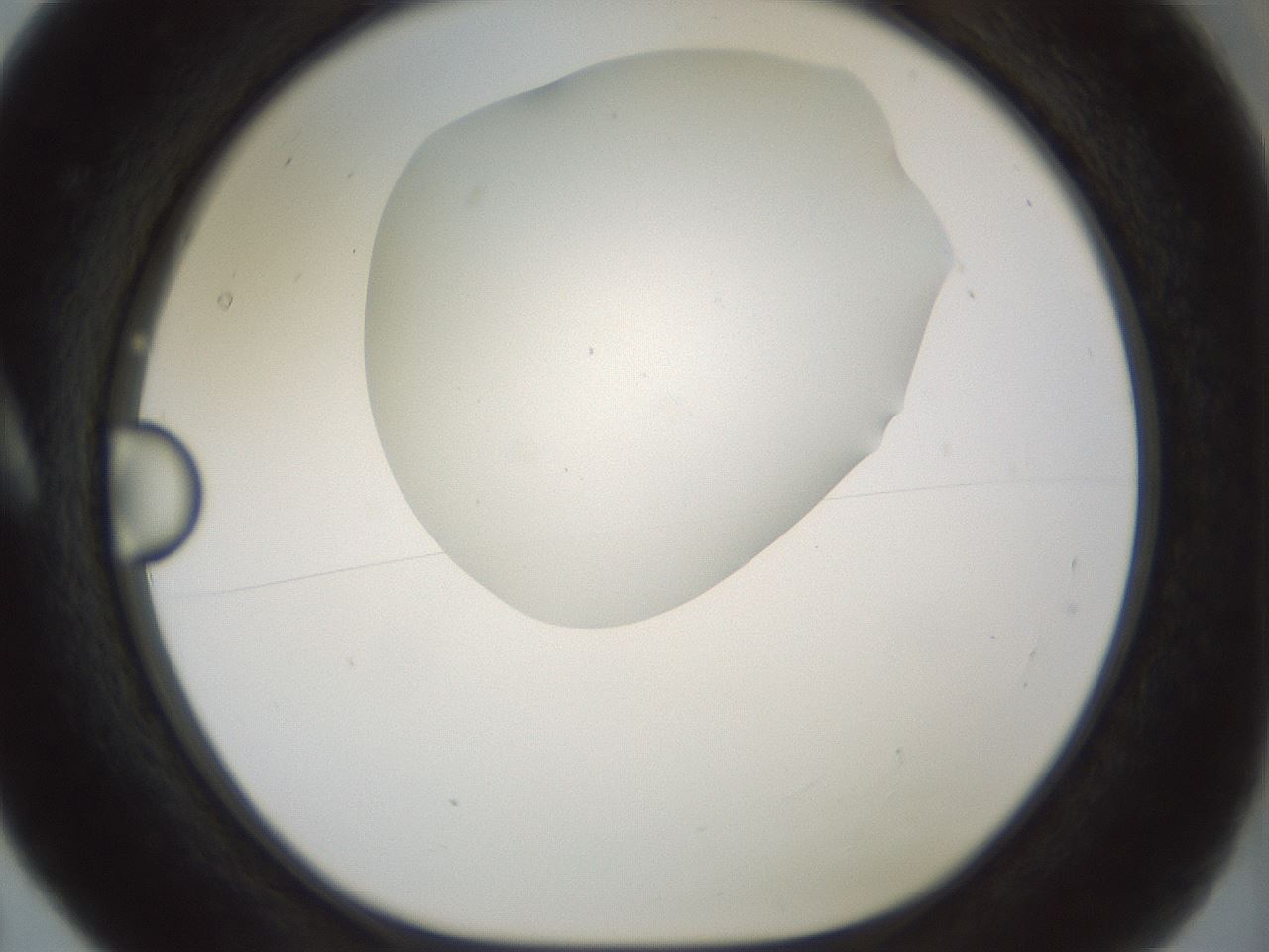 folderID179_plateID1179_batchID3362_wellNum5_profileID1_d1_r65411_ef.jpg