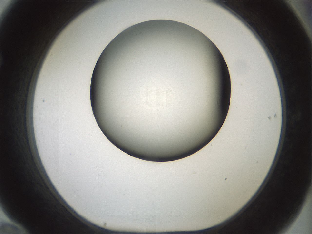 folderID179_plateID1179_batchID3362_wellNum70_profileID1_d1_r65476_ef.jpg