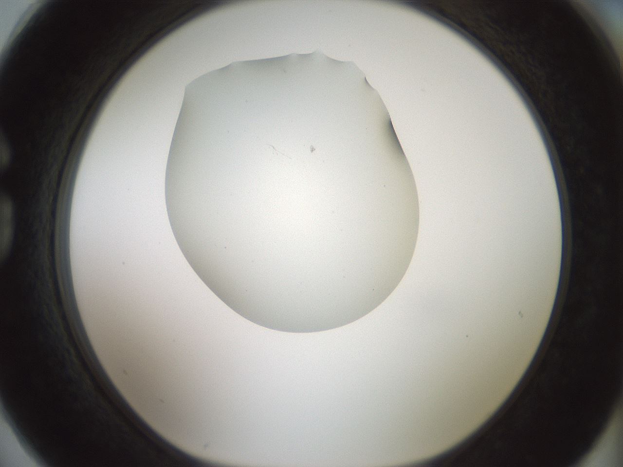folderID179_plateID1179_batchID3362_wellNum74_profileID1_d1_r65480_ef.jpg