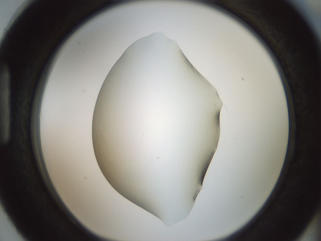 folderID179_plateID1179_batchID3362_wellNum87_profileID1_d1_r65493_ef.jpg