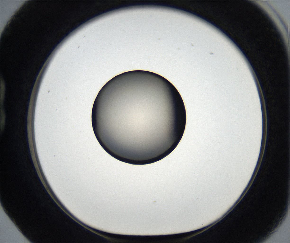 folderID179_plateID2179_batchID9609_wellNum17_profileID1_d1_r147367_ef.jpg