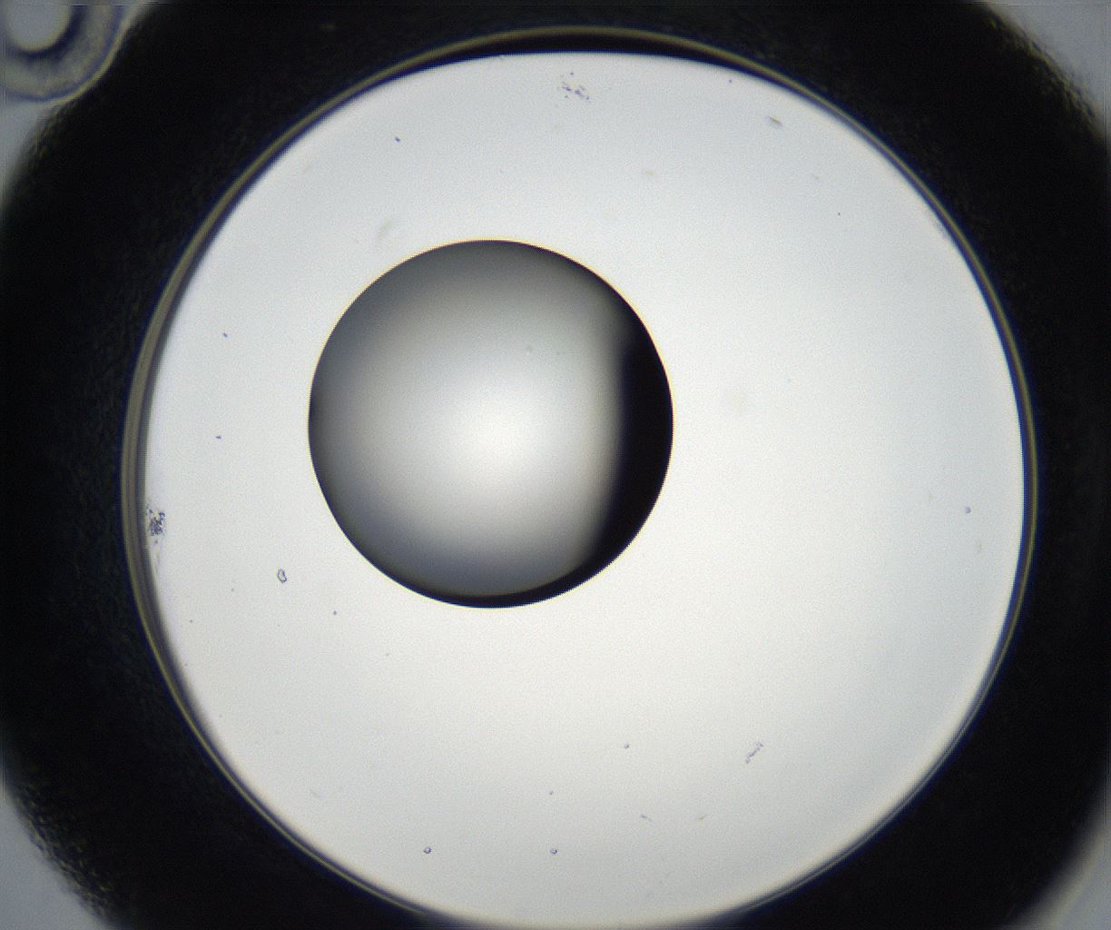 folderID179_plateID2179_batchID9609_wellNum22_profileID1_d2_r147378_ef.jpg