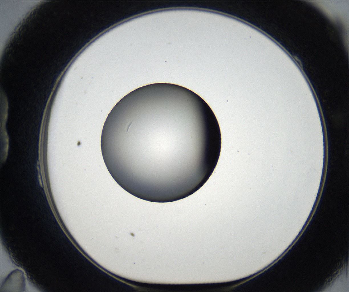 folderID179_plateID2179_batchID9609_wellNum23_profileID1_d1_r147379_ef.jpg