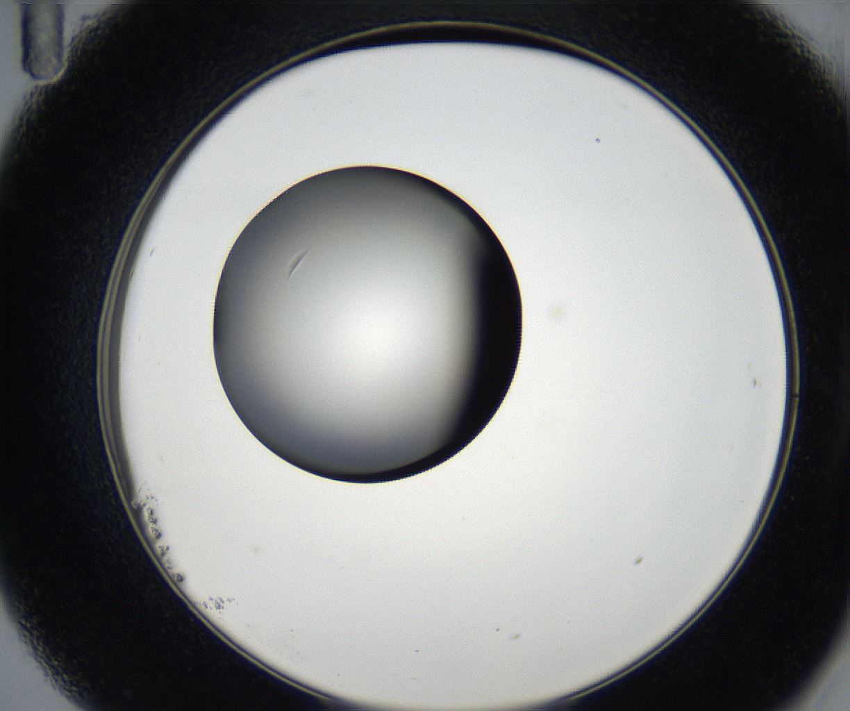 folderID179_plateID2179_batchID9609_wellNum23_profileID1_d2_r147380_ef.jpg
