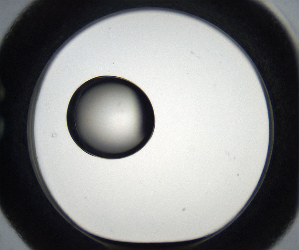 folderID179_plateID2179_batchID9609_wellNum29_profileID1_d1_r147391_ef.jpg