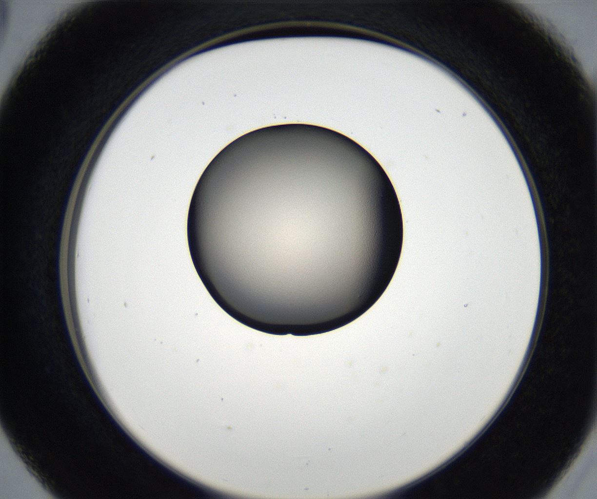 folderID179_plateID2179_batchID9609_wellNum41_profileID1_d2_r147416_ef.jpg