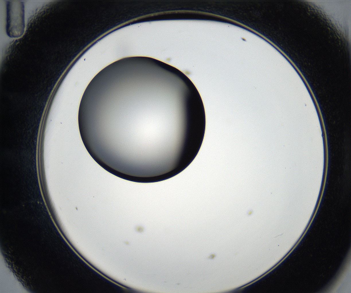 folderID179_plateID2179_batchID9609_wellNum47_profileID1_d2_r147428_ef.jpg