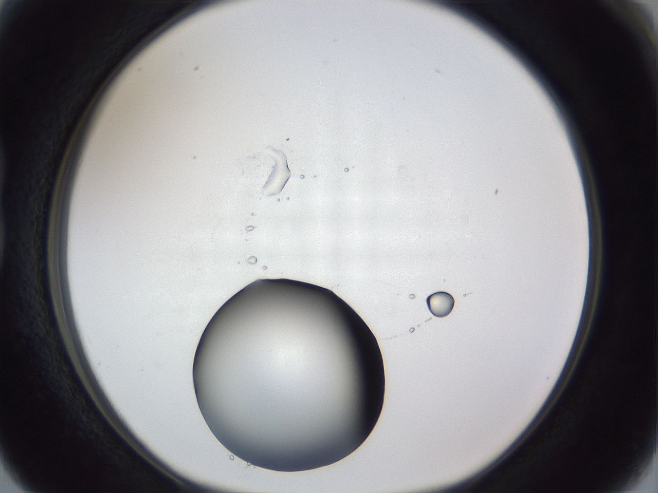 folderID17_plateID1017_batchID1900_wellNum15_profileID1_d1_r43186_ef.jpg
