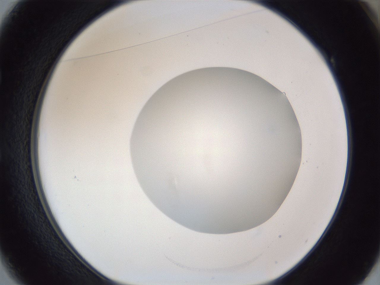 folderID17_plateID1017_batchID1900_wellNum49_profileID1_d1_r43220_ef.jpg