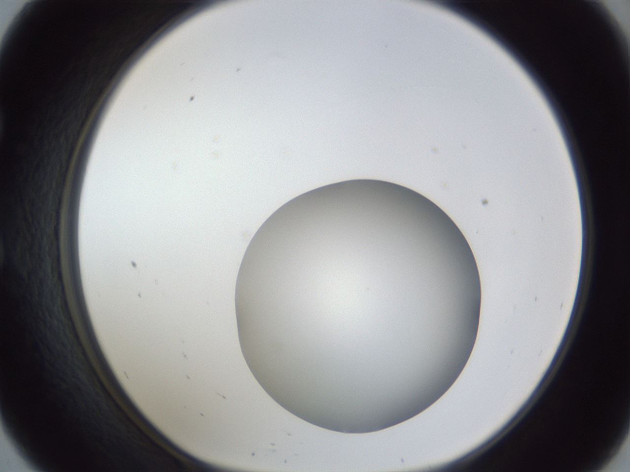 folderID17_plateID1017_batchID1900_wellNum57_profileID1_d1_r43228_ef.jpg