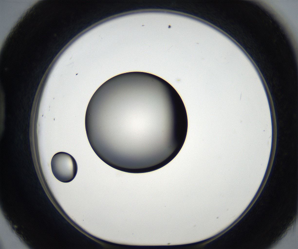 folderID179_plateID2179_batchID9609_wellNum45_profileID1_d1_r147423_ef.jpg