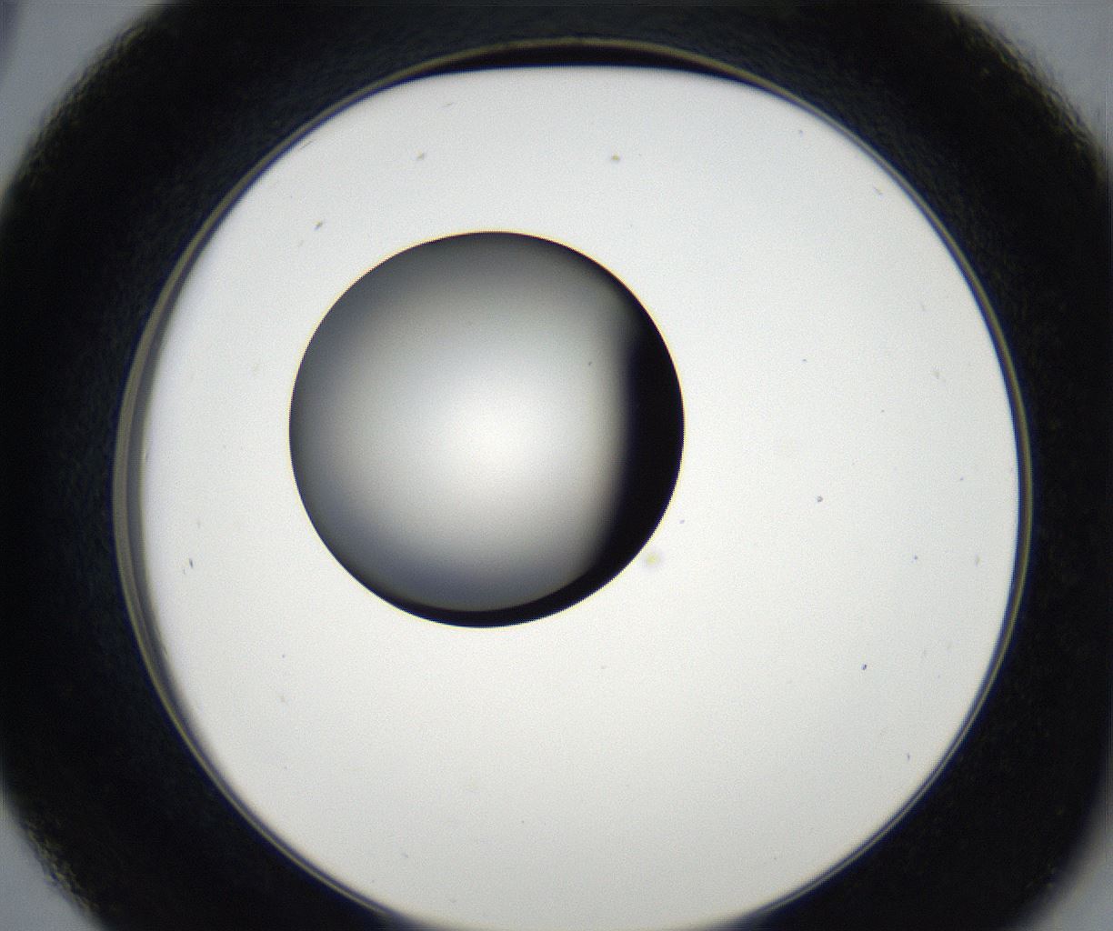 folderID179_plateID2179_batchID9609_wellNum45_profileID1_d2_r147424_ef.jpg