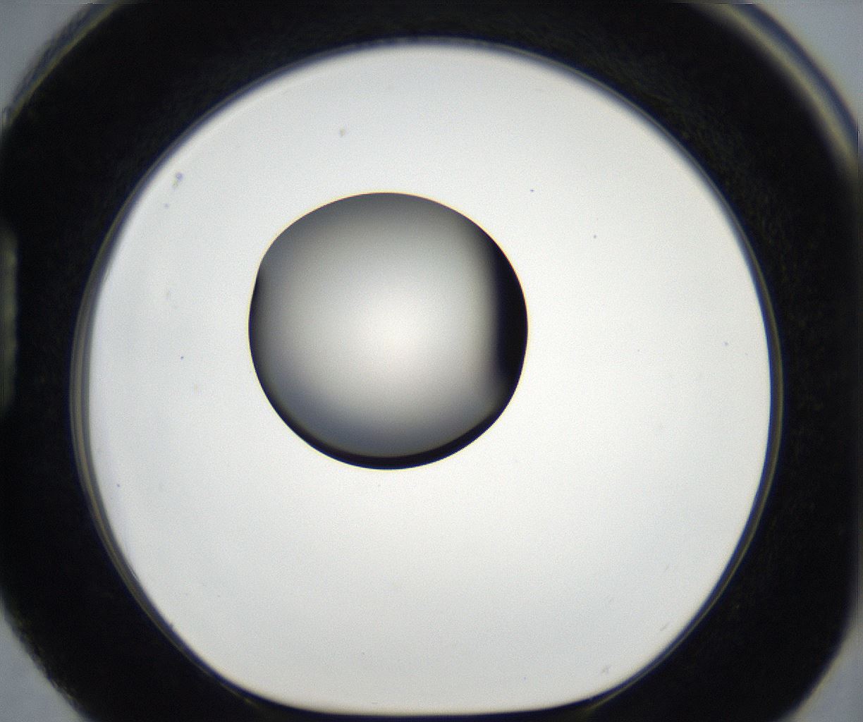 folderID179_plateID2179_batchID9609_wellNum88_profileID1_d1_r147509_ef.jpg