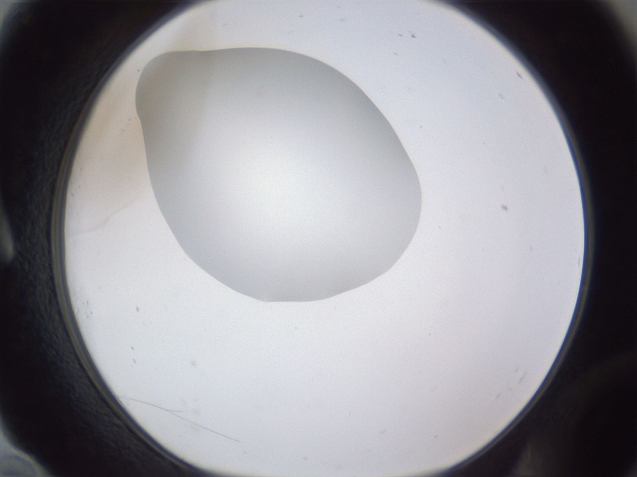 folderID17_plateID1017_batchID1900_wellNum10_profileID1_d1_r43181_ef.jpg