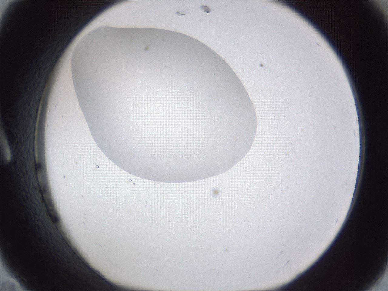 folderID17_plateID1017_batchID1900_wellNum11_profileID1_d1_r43182_ef.jpg