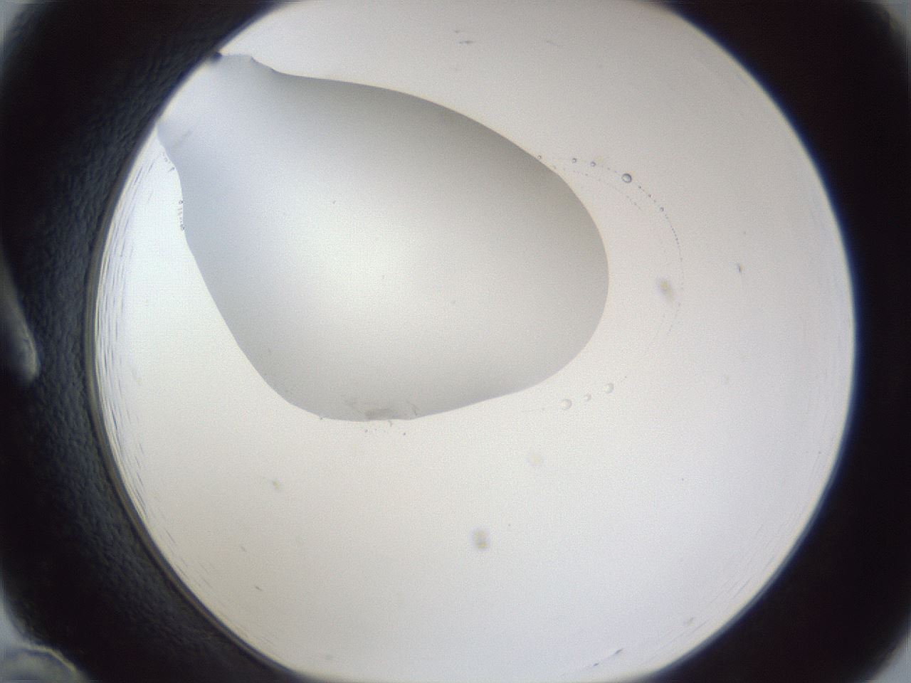 folderID17_plateID1017_batchID1900_wellNum12_profileID1_d1_r43183_ef.jpg