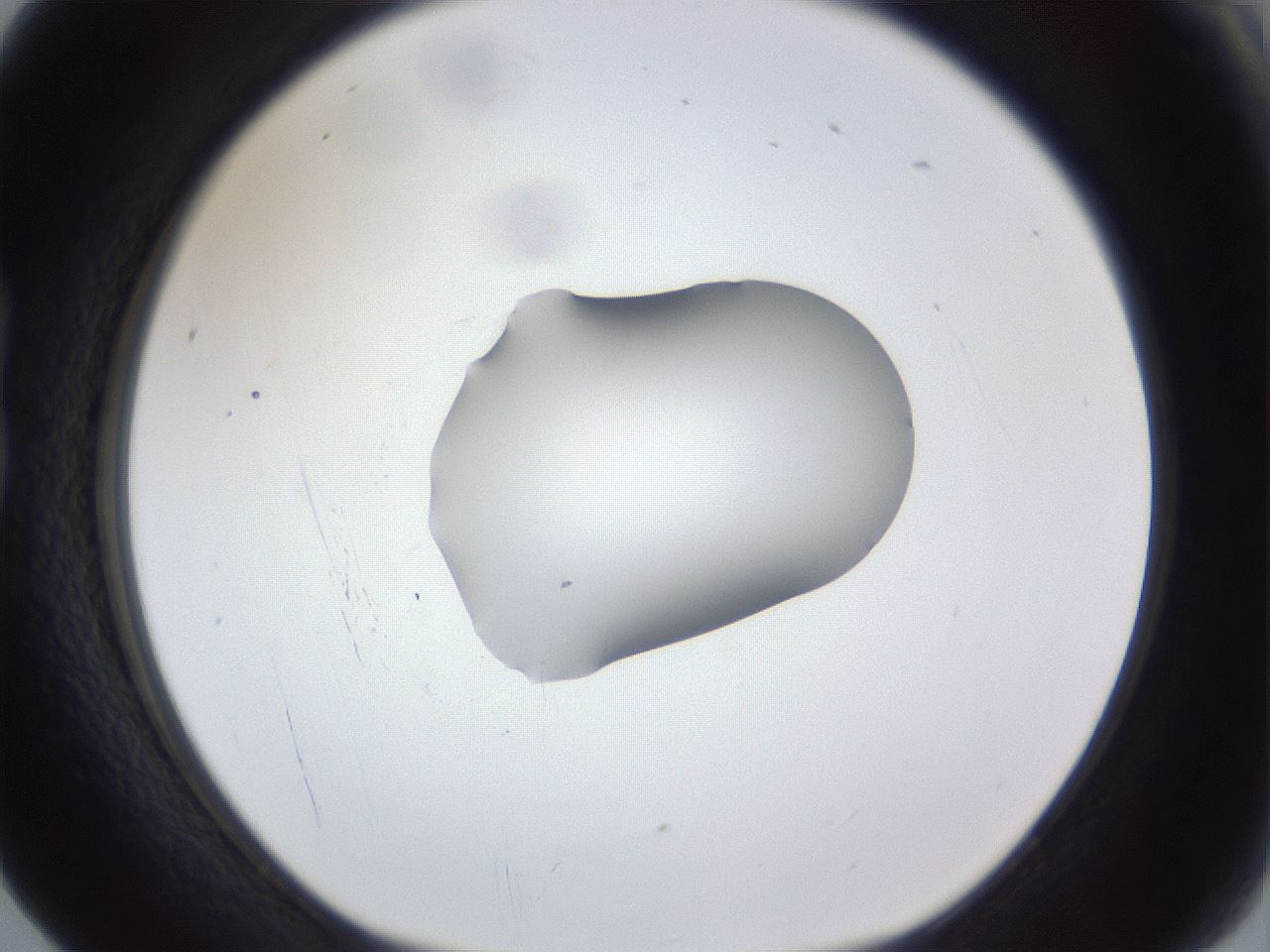 folderID17_plateID1017_batchID1900_wellNum17_profileID1_d1_r43188_ef.jpg