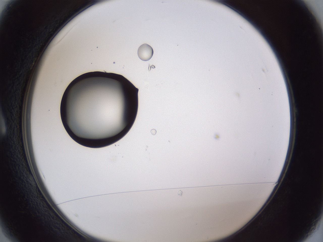 folderID17_plateID1017_batchID1900_wellNum1_profileID1_d1_r43172_ef.jpg