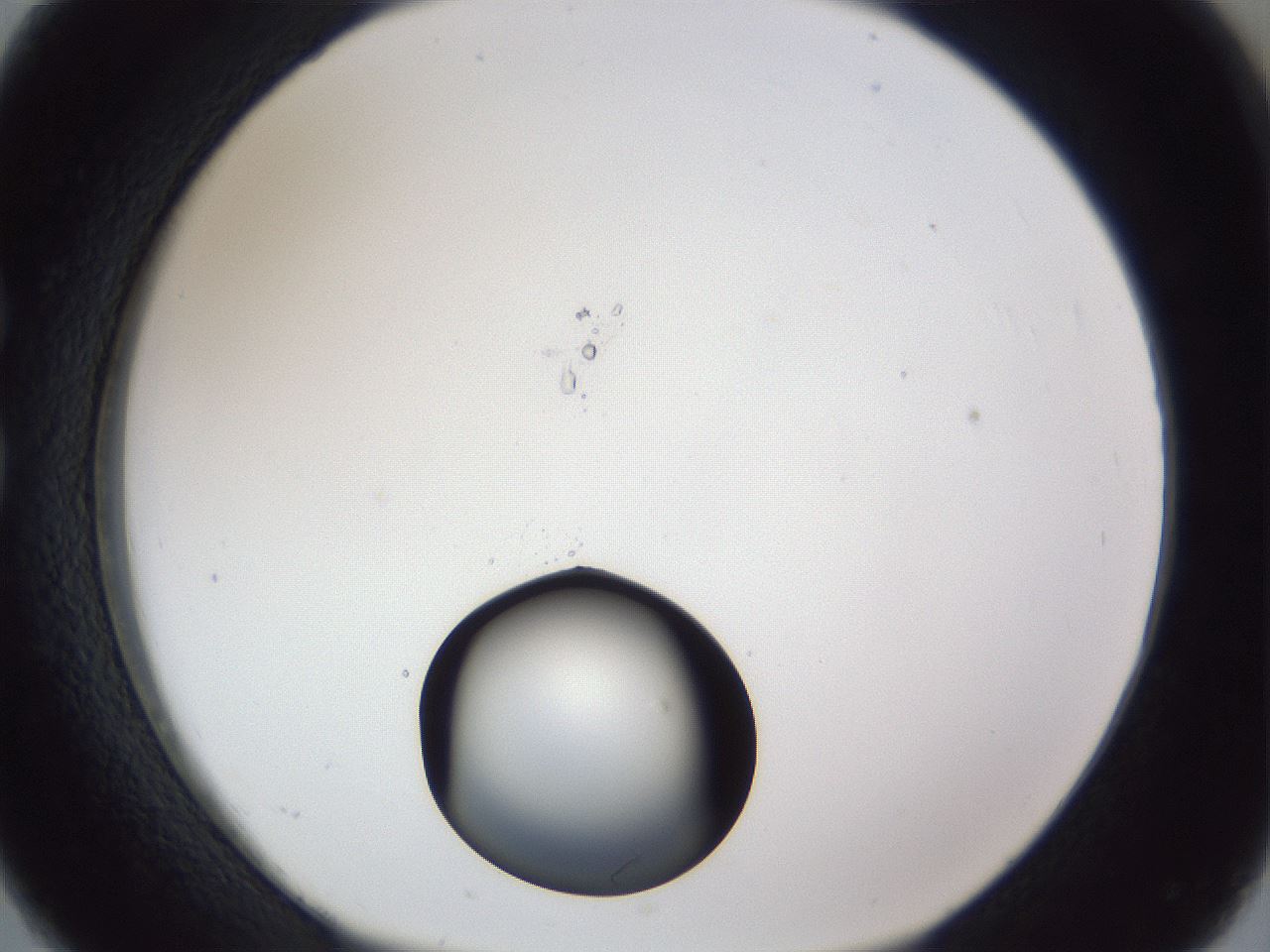 folderID17_plateID1017_batchID1900_wellNum26_profileID1_d1_r43197_ef.jpg