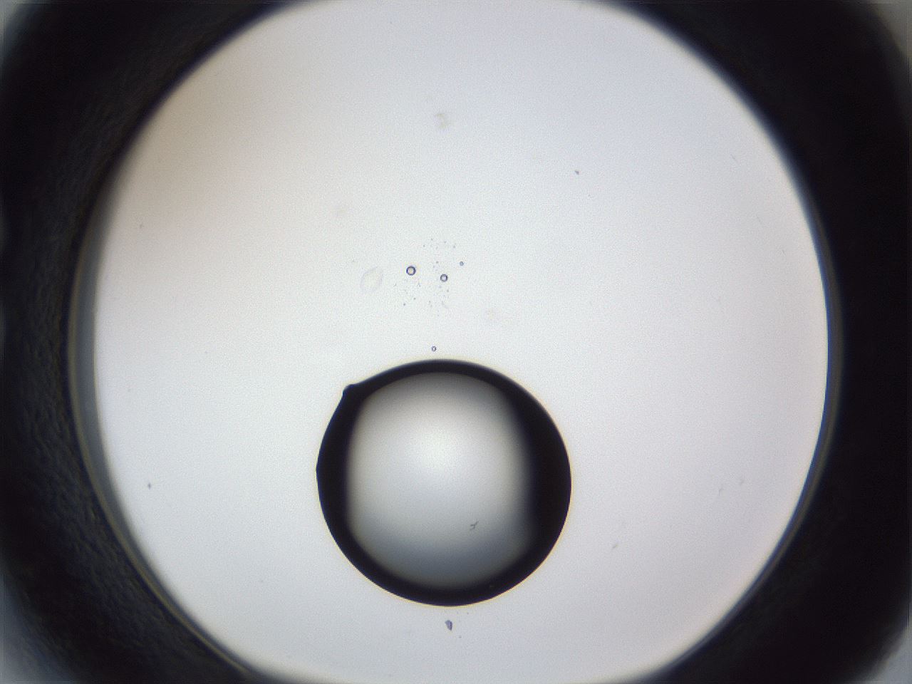 folderID17_plateID1017_batchID1900_wellNum27_profileID1_d1_r43198_ef.jpg