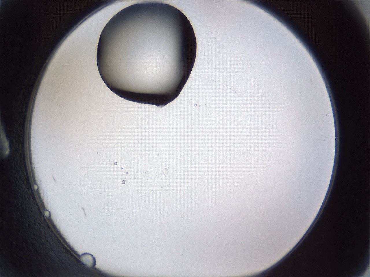 folderID17_plateID1017_batchID1900_wellNum2_profileID1_d1_r43173_ef.jpg