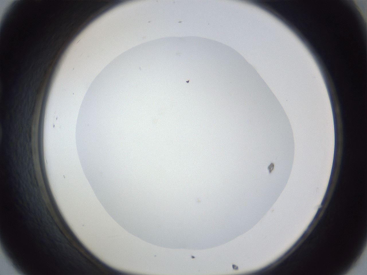 folderID17_plateID1017_batchID1900_wellNum32_profileID1_d1_r43203_ef.jpg
