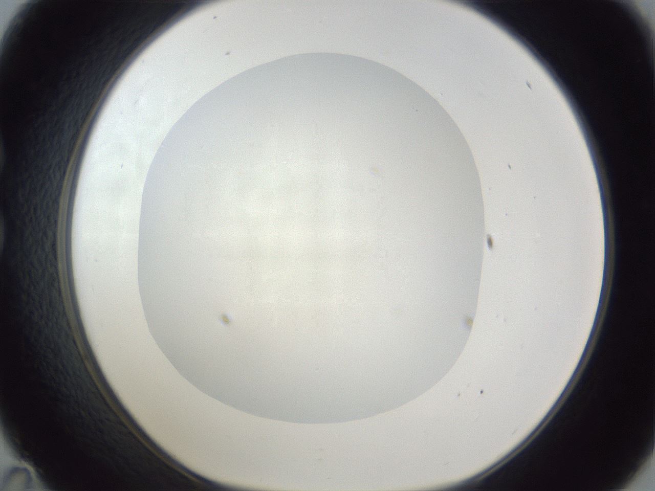 folderID17_plateID1017_batchID1900_wellNum35_profileID1_d1_r43206_ef.jpg