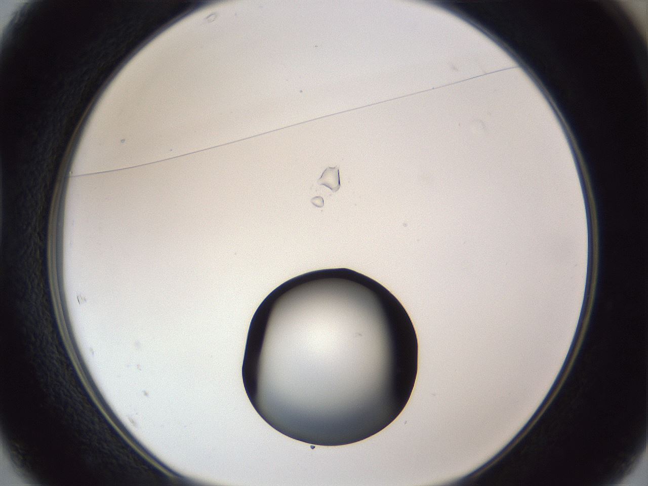 folderID17_plateID1017_batchID1900_wellNum37_profileID1_d1_r43208_ef.jpg
