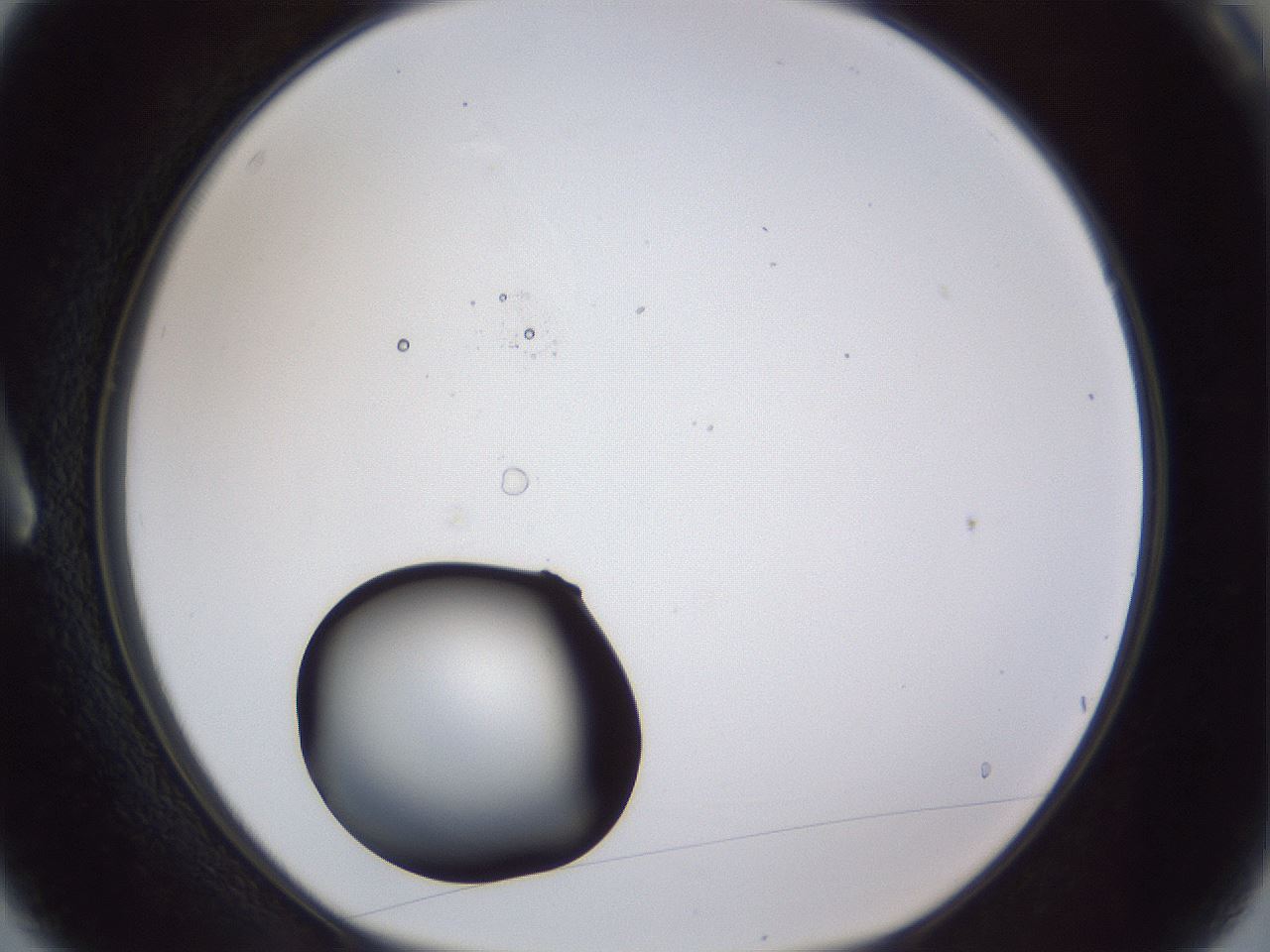folderID17_plateID1017_batchID1900_wellNum3_profileID1_d1_r43174_ef.jpg