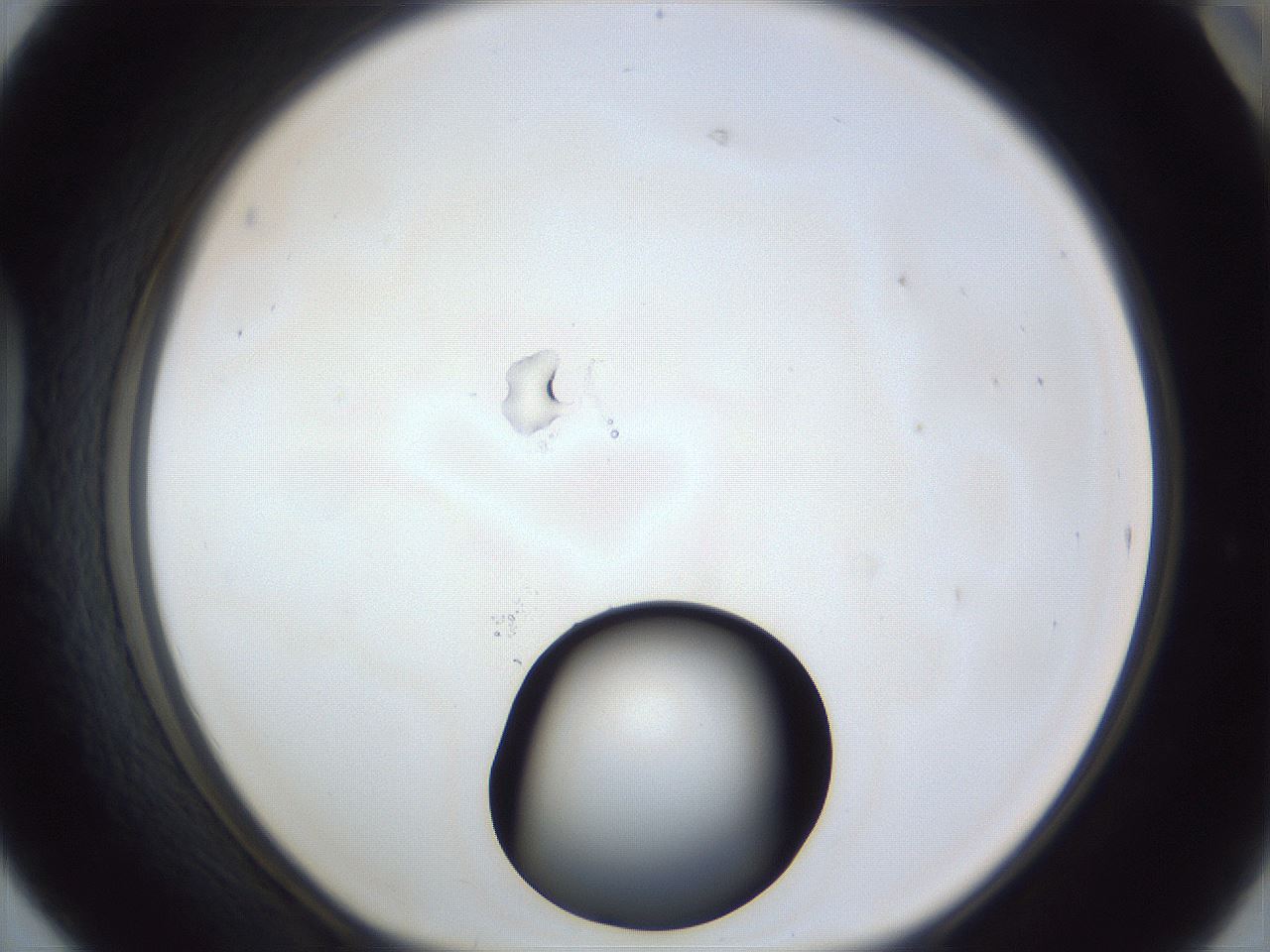 folderID17_plateID1017_batchID1900_wellNum42_profileID1_d1_r43213_ef.jpg