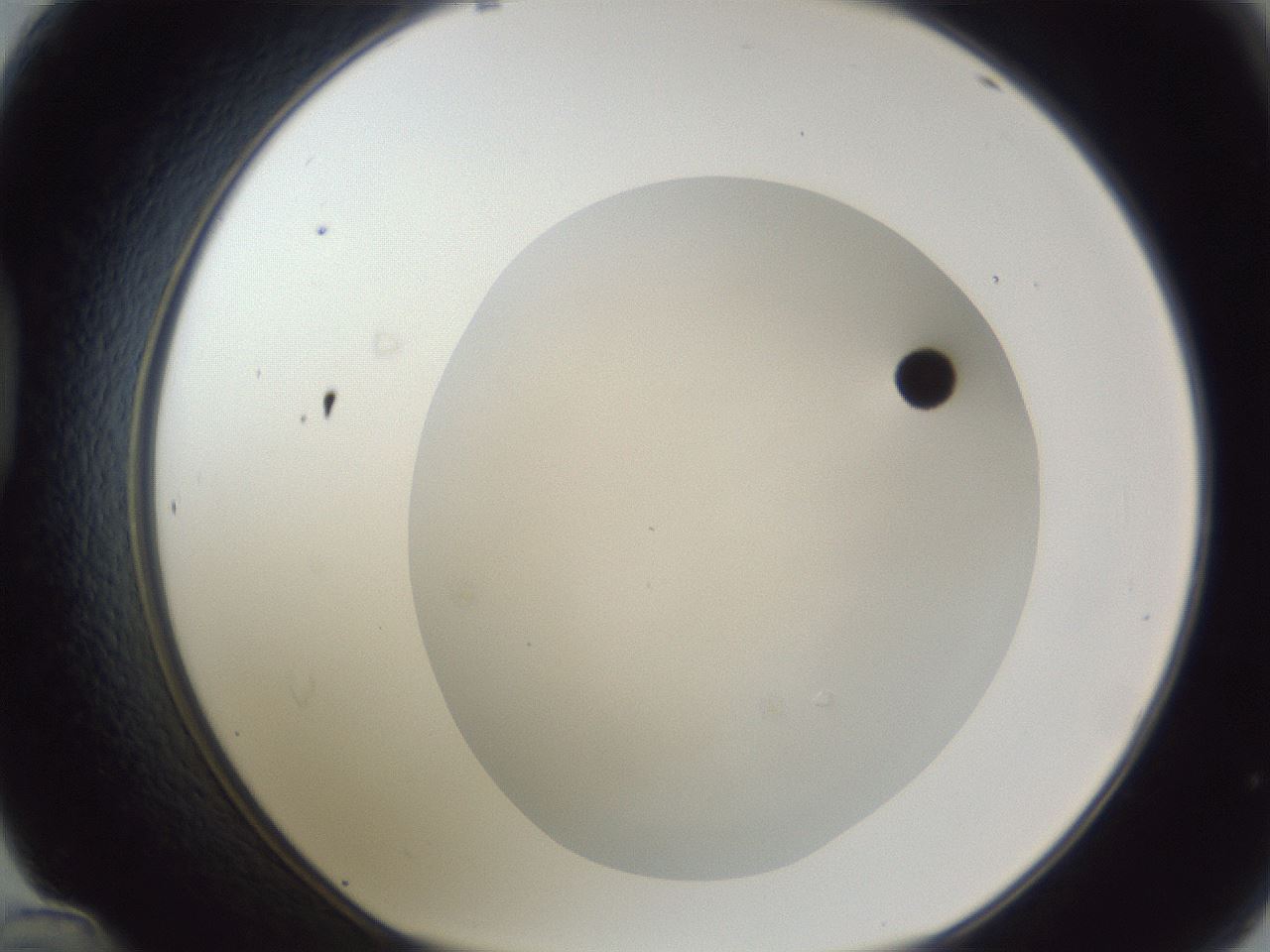 folderID17_plateID1017_batchID1900_wellNum48_profileID1_d1_r43219_ef.jpg