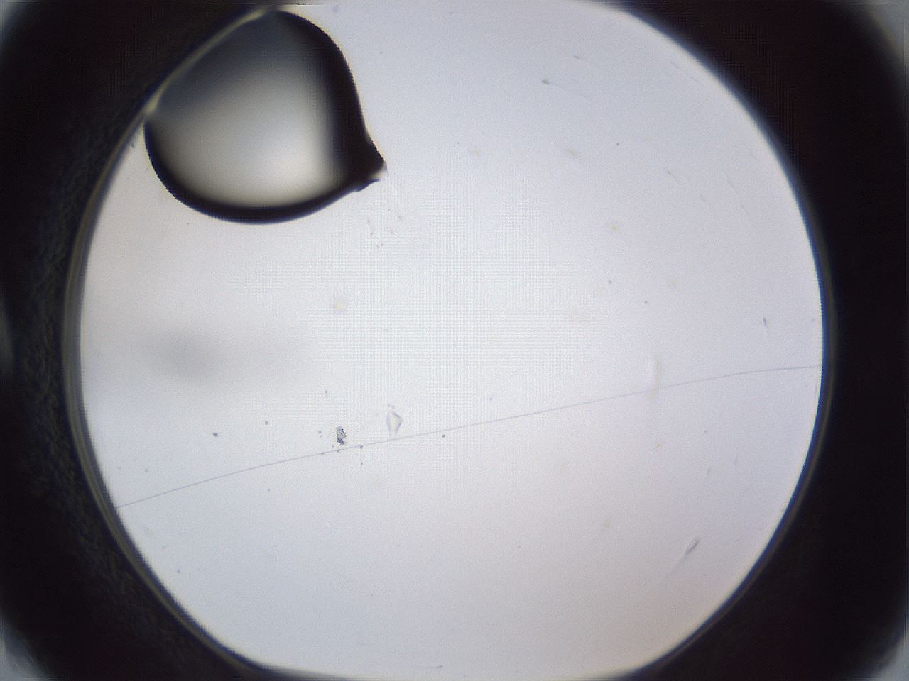 folderID17_plateID1017_batchID1900_wellNum4_profileID1_d1_r43175_ef.jpg