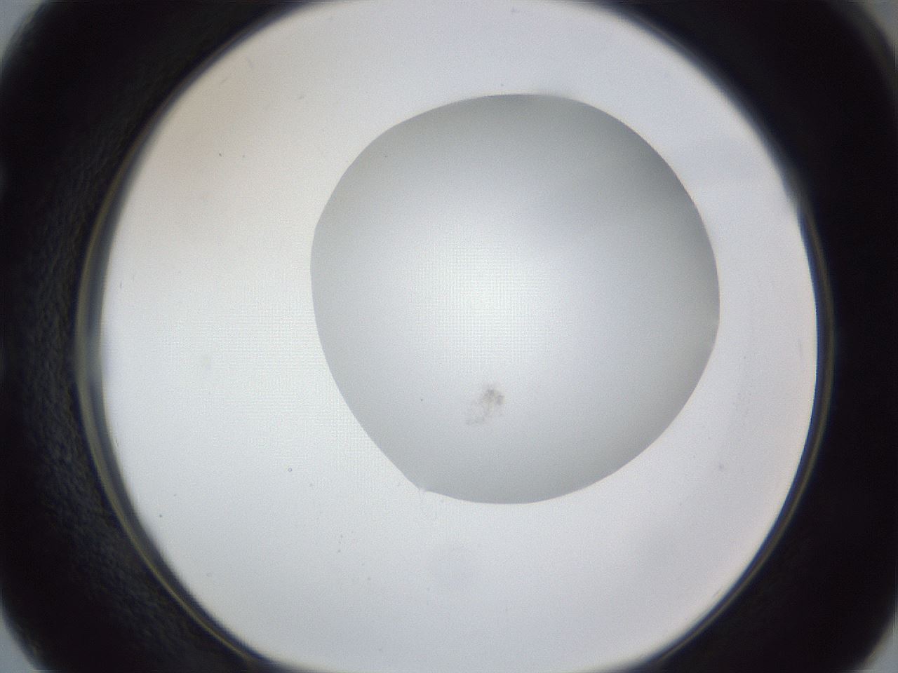 folderID17_plateID1017_batchID1900_wellNum50_profileID1_d1_r43221_ef.jpg