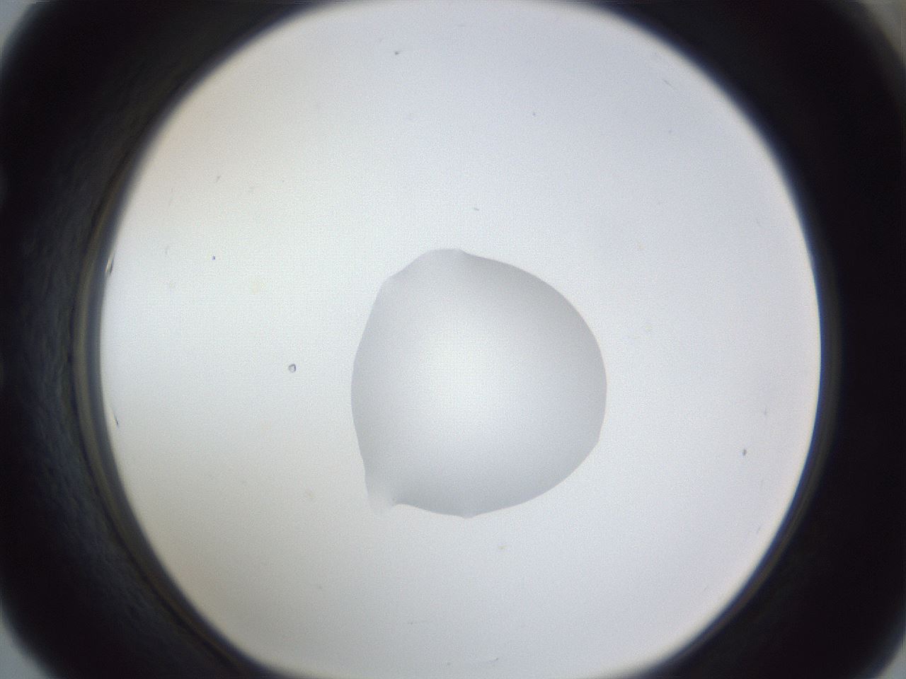 folderID17_plateID1017_batchID1900_wellNum53_profileID1_d1_r43224_ef.jpg
