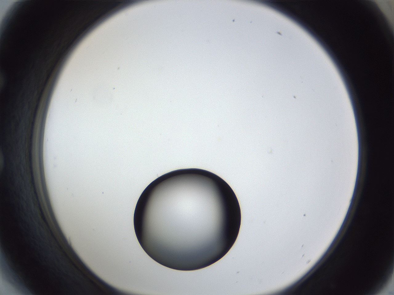 folderID17_plateID1017_batchID1900_wellNum54_profileID1_d1_r43225_ef.jpg
