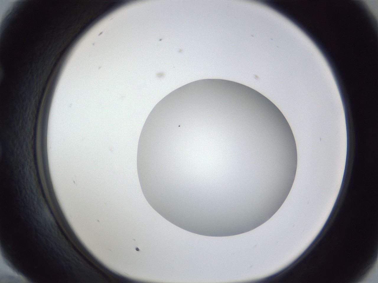 folderID17_plateID1017_batchID1900_wellNum58_profileID1_d1_r43229_ef.jpg