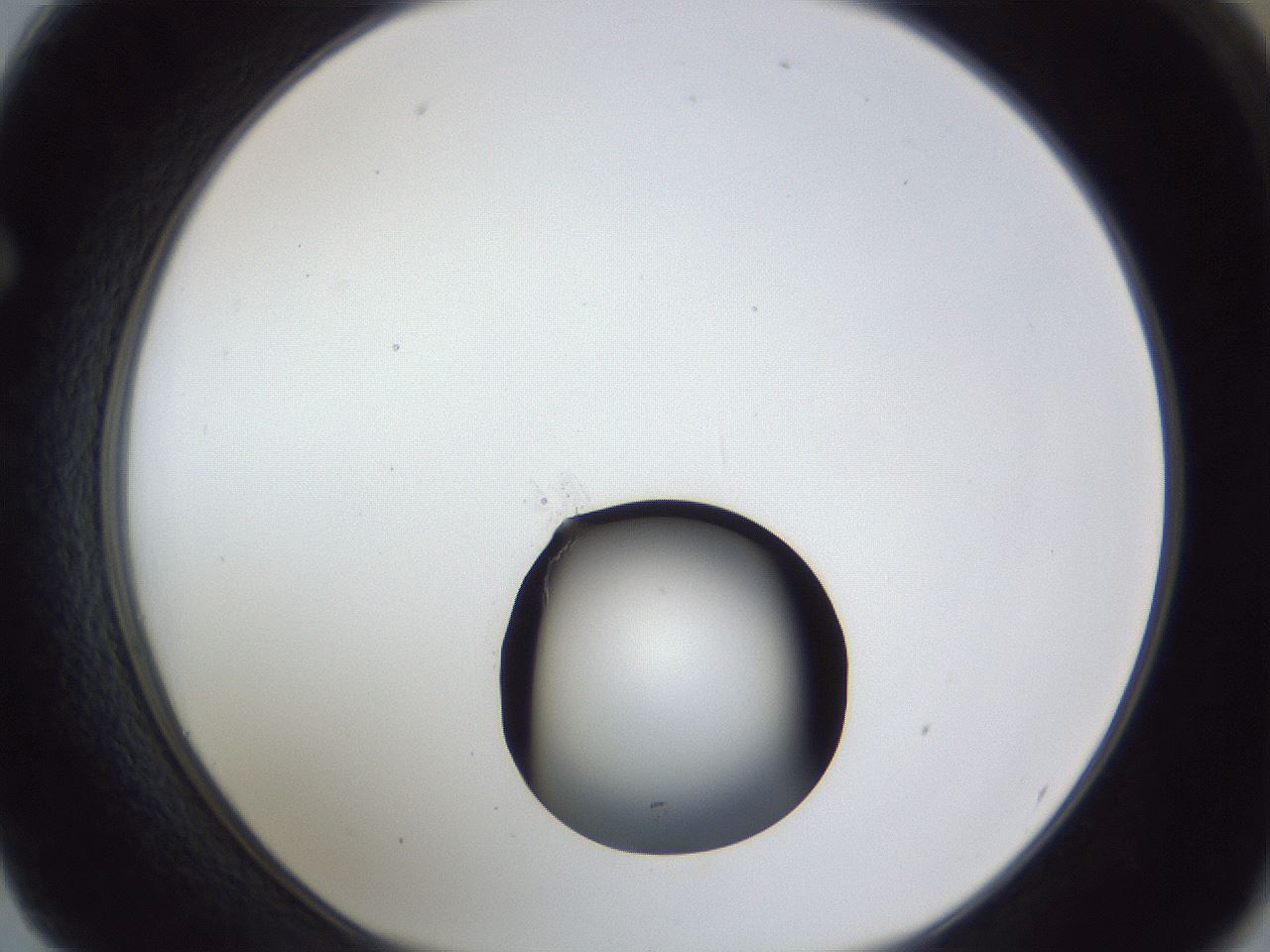 folderID17_plateID1017_batchID1900_wellNum62_profileID1_d1_r43233_ef.jpg