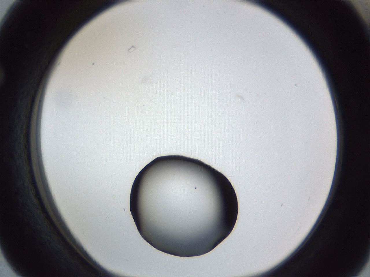 folderID17_plateID1017_batchID1900_wellNum63_profileID1_d1_r43234_ef.jpg