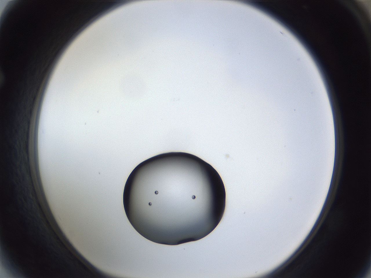 folderID17_plateID1017_batchID1900_wellNum64_profileID1_d1_r43235_ef.jpg