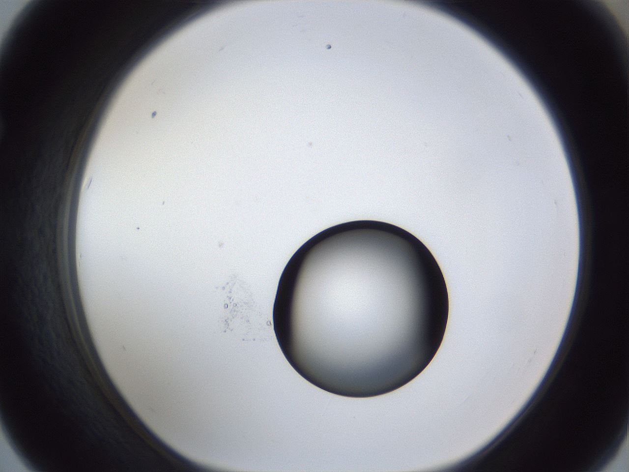 folderID17_plateID1017_batchID1900_wellNum67_profileID1_d1_r43238_ef.jpg