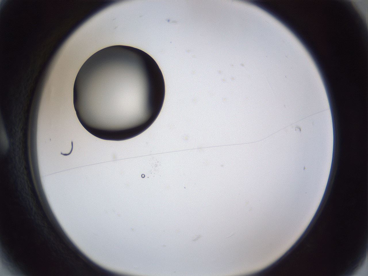 folderID17_plateID1017_batchID1900_wellNum6_profileID1_d1_r43177_ef.jpg