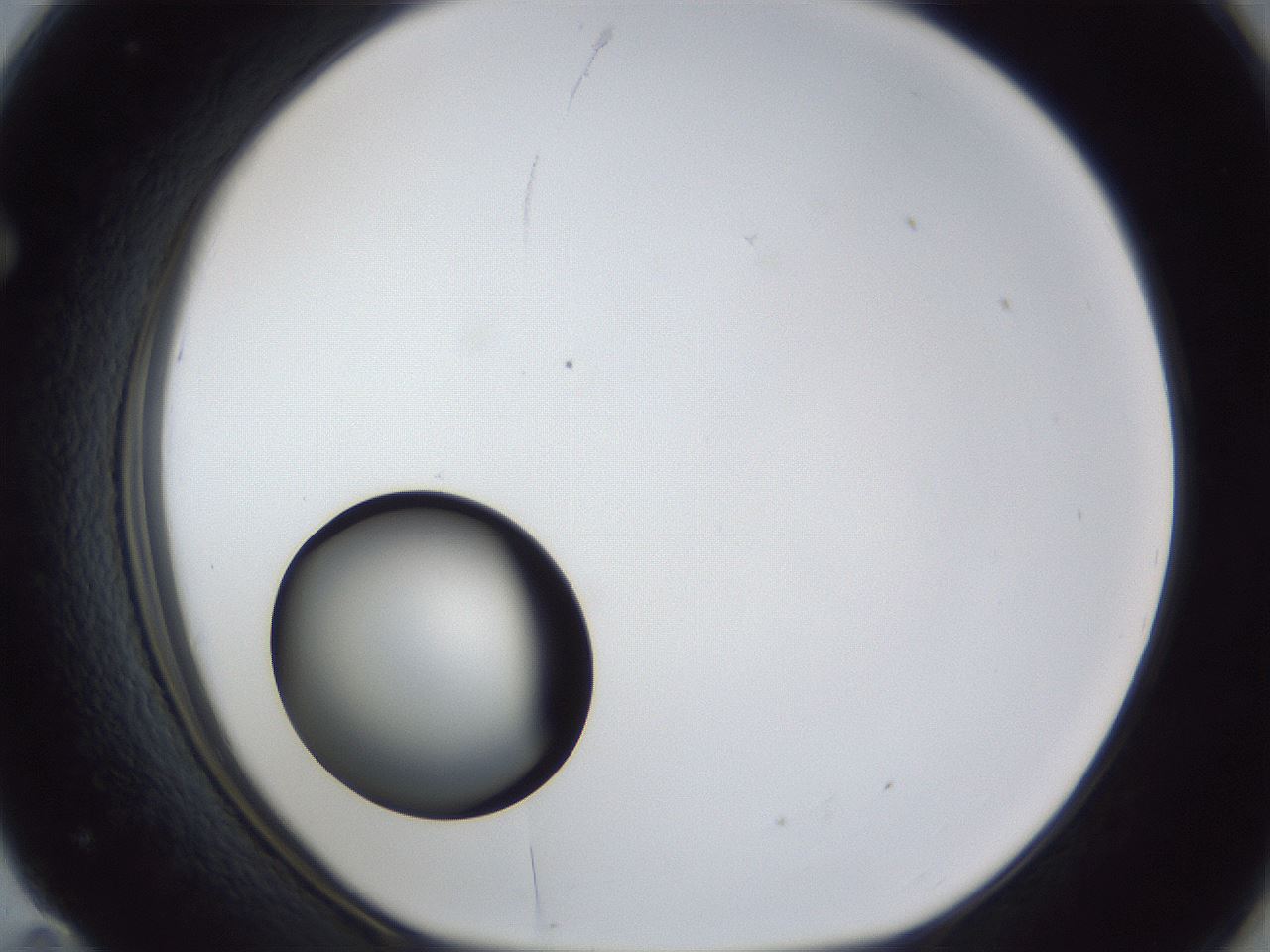 folderID17_plateID1017_batchID1900_wellNum71_profileID1_d1_r43242_ef.jpg