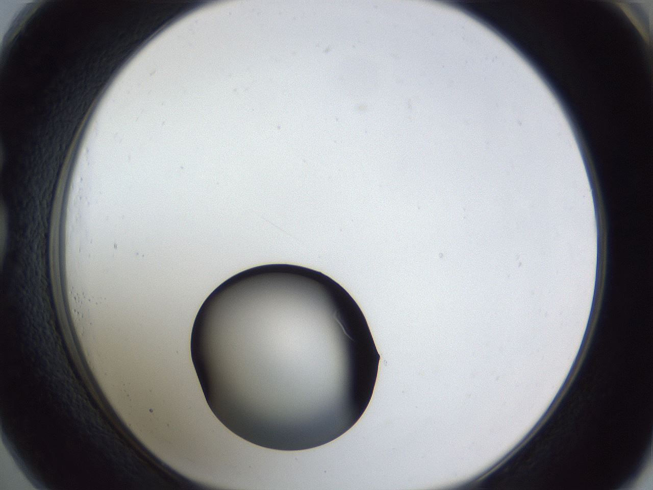 folderID17_plateID1017_batchID1900_wellNum73_profileID1_d1_r43244_ef.jpg