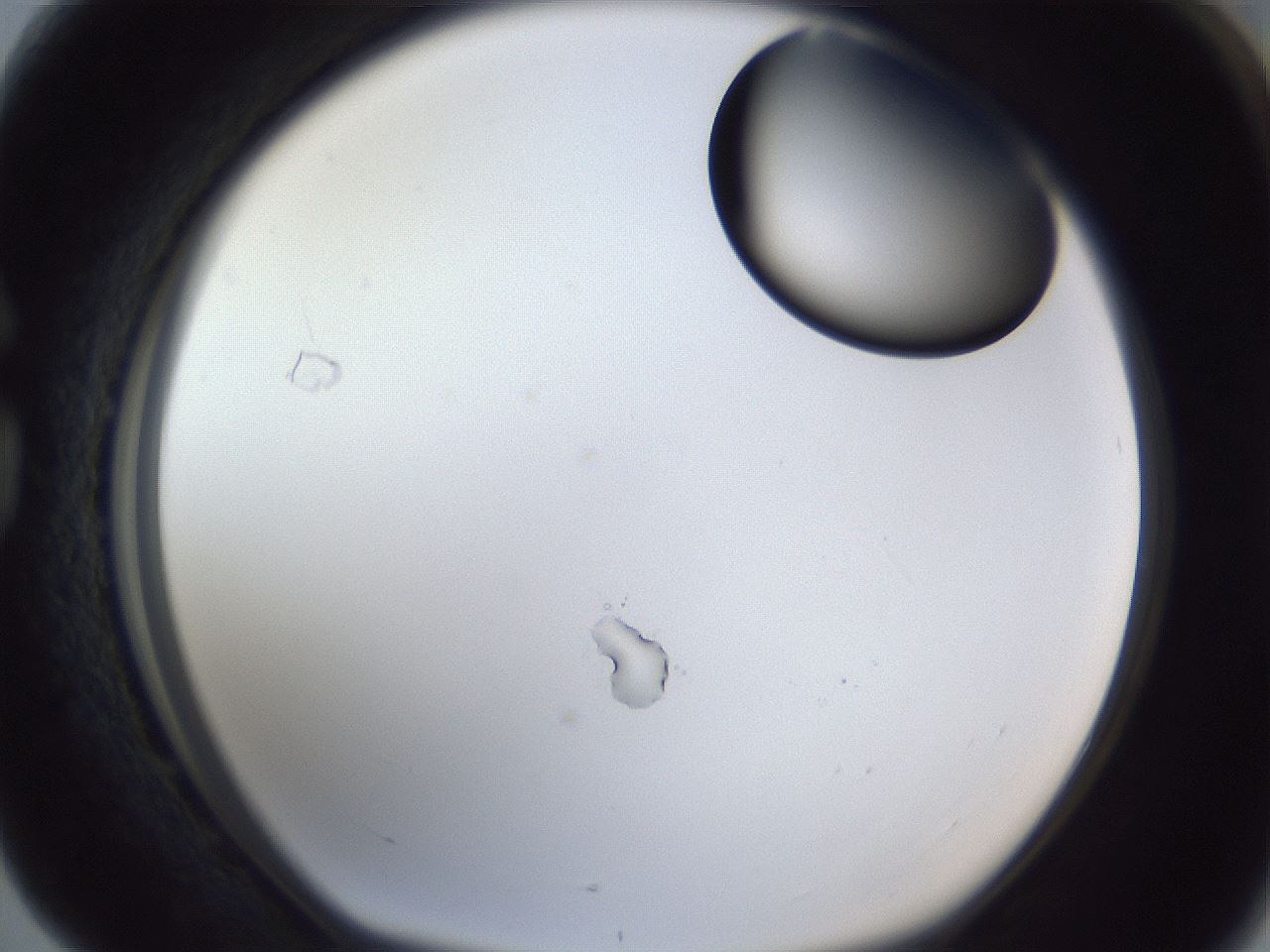 folderID17_plateID1017_batchID1900_wellNum76_profileID1_d1_r43247_ef.jpg