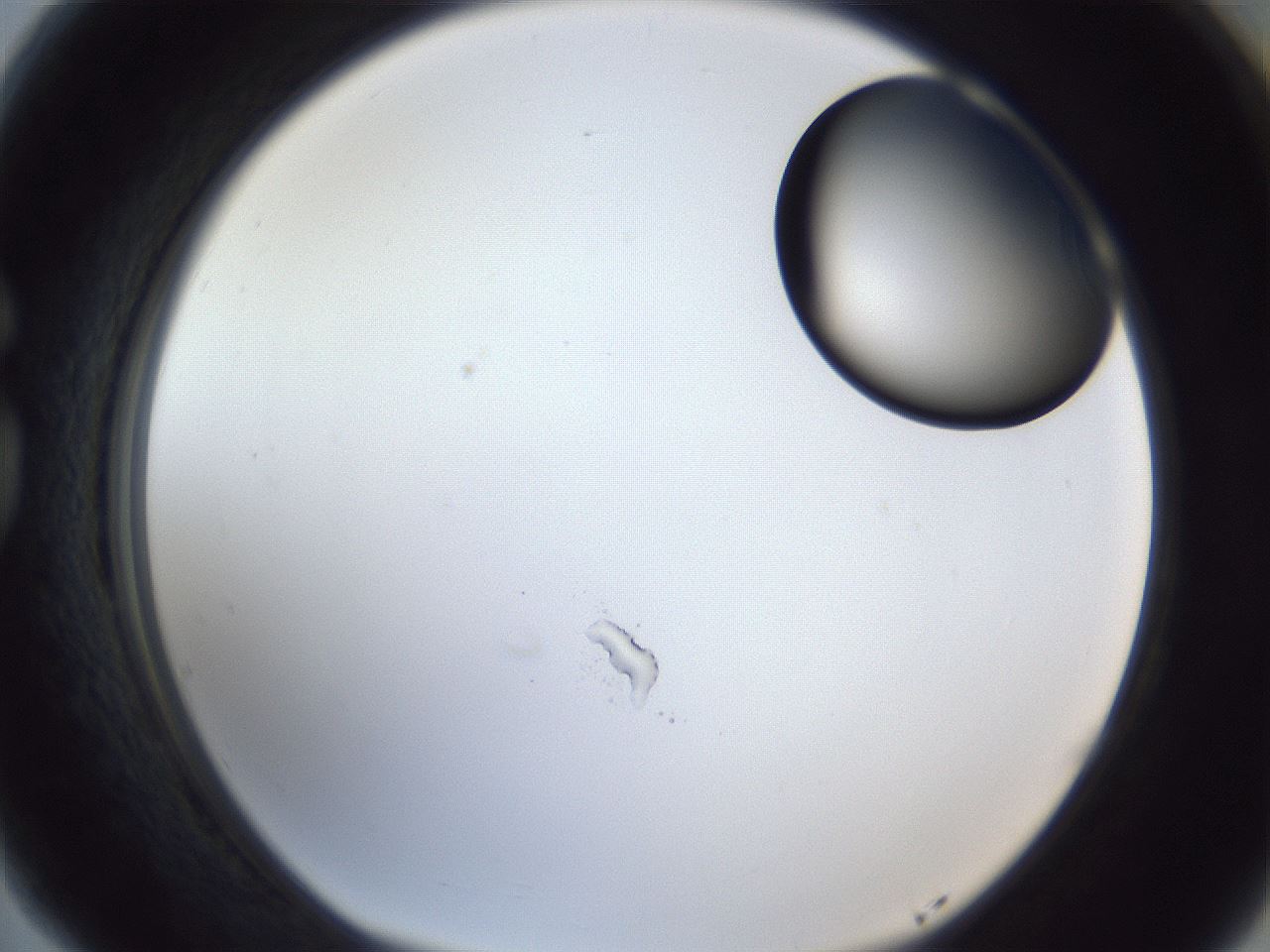 folderID17_plateID1017_batchID1900_wellNum77_profileID1_d1_r43248_ef.jpg