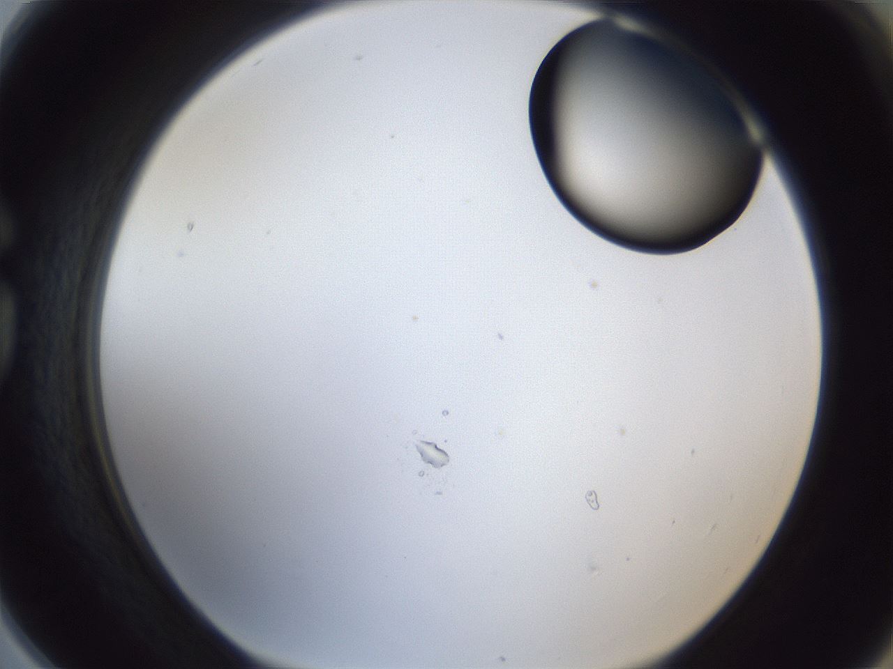 folderID17_plateID1017_batchID1900_wellNum78_profileID1_d1_r43249_ef.jpg