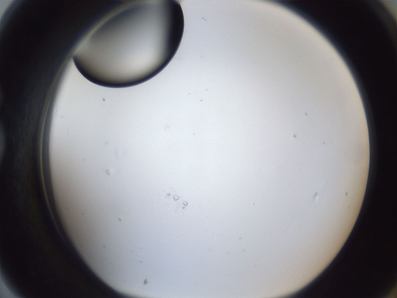 folderID17_plateID1017_batchID1900_wellNum79_profileID1_d1_r43250_ef.jpg