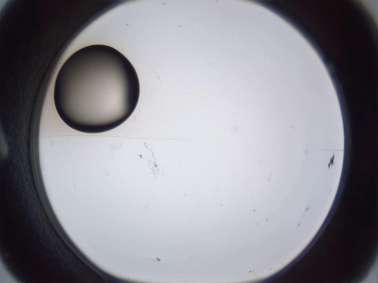 folderID17_plateID1017_batchID1900_wellNum7_profileID1_d1_r43178_ef.jpg