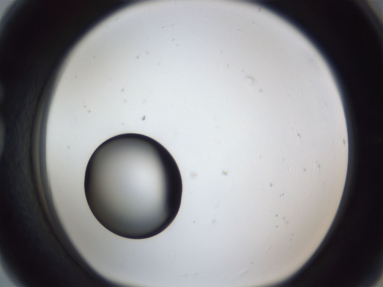 folderID17_plateID1017_batchID1900_wellNum80_profileID1_d1_r43251_ef.jpg